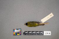 Cardellina pusilla image