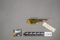 Cardellina pusilla image