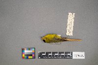 Cardellina pusilla image