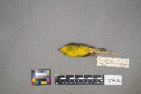 Cardellina pusilla image