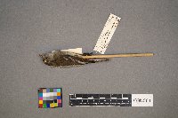 Empidonax minimus image