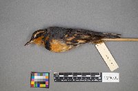 Ixoreus naevius image