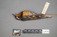 Ixoreus naevius image