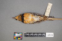 Ixoreus naevius image