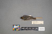 Regulus calendula image