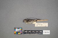 Regulus calendula image