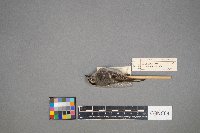 Regulus calendula image