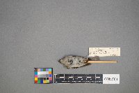 Regulus calendula image