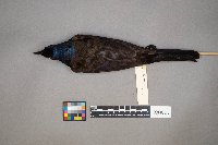 Quiscalus quiscula image