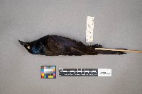 Quiscalus quiscula image