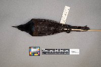 Quiscalus quiscula image