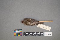 Acanthis flammea image