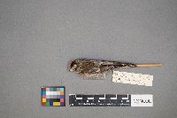 Acanthis flammea image