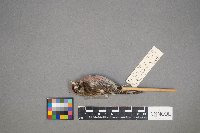 Acanthis flammea image