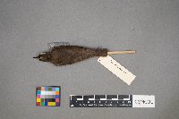 Parkesia noveboracensis image