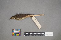 Parkesia noveboracensis image