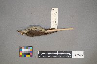 Parkesia noveboracensis image