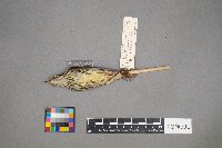 Parkesia noveboracensis image