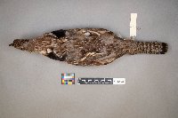 Bonasa umbellus image