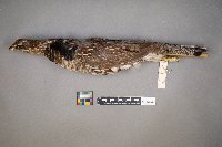 Bonasa umbellus image