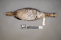 Bonasa umbellus image