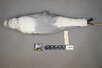 Larus delawarensis image