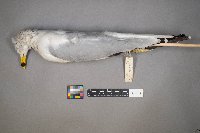 Larus delawarensis image