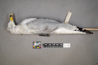 Larus delawarensis image