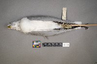 Larus delawarensis image