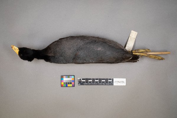 Fulica americana image