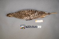 Tympanuchus phasianellus image