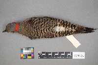 Colaptes auratus image