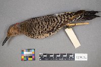 Colaptes auratus image