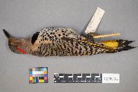 Colaptes auratus image