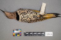 Colaptes auratus image