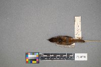 Cistothorus palustris image