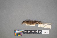 Cistothorus palustris image