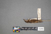 Cistothorus palustris image