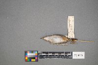 Cistothorus palustris image