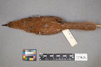 Toxostoma rufum image