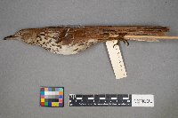 Toxostoma rufum image