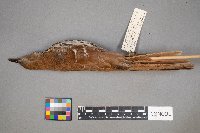 Toxostoma rufum image