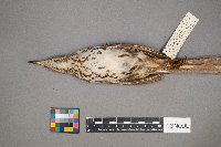 Toxostoma rufum image