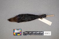 Molothrus ater image