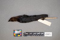 Molothrus ater image