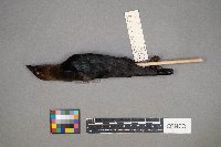 Molothrus ater image