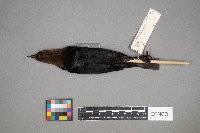 Molothrus ater image