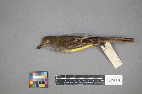 Myiarchus crinitus image