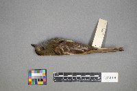 Myiarchus crinitus image