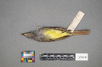 Myiarchus crinitus image